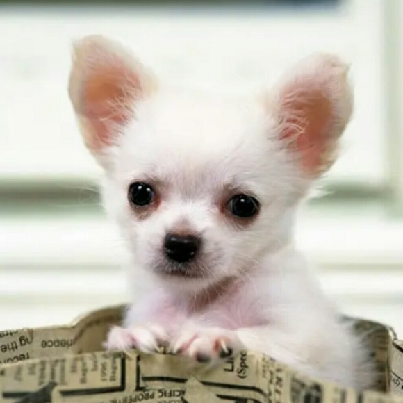 Meet your Posher, Lisa Marie.... - Picture 6 of 8